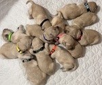 Image preview for Ad Listing. Nickname: Litter of 12