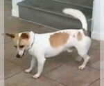 Small #1 Jack Chi