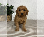 Small #1 Cavapoo