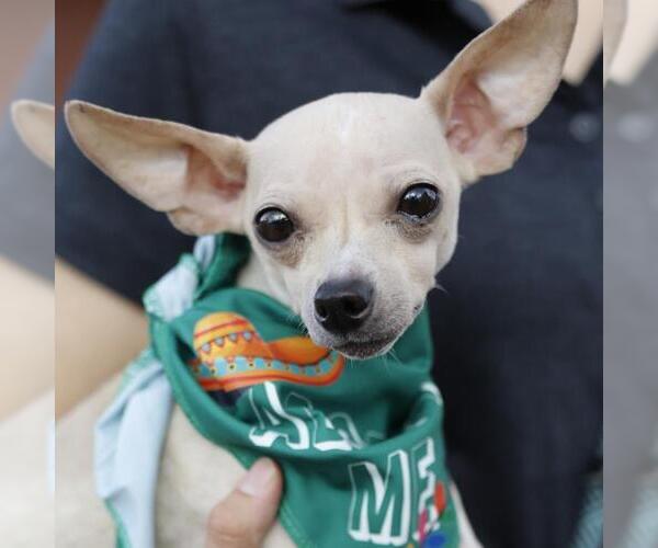 Medium Photo #1 Chihuahua Puppy For Sale in San Antonio, TX, USA