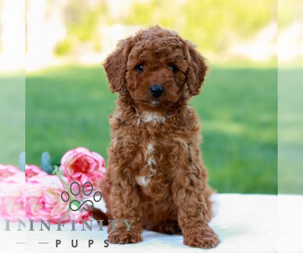 Medium Photo #1 Cavapoo (Miniature) Puppy For Sale in LITITZ, PA, USA