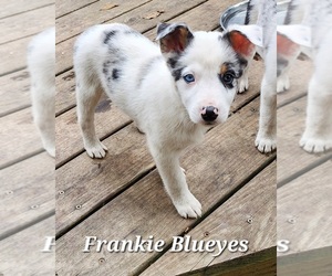 Texas Heeler Puppy for sale in UTICA, NY, USA