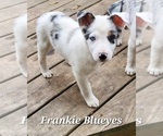 Image preview for Ad Listing. Nickname: Frankie Blueyes