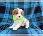 Small #2 Cavapoo (Miniature)
