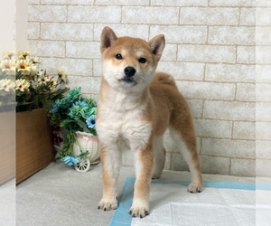 Shiba Inu Puppy for sale in SEATTLE, WA, USA