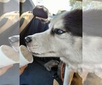 Small Photo #19 Siberian Husky Puppy For Sale in Sanford, FL, USA