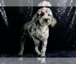 Small #7 Poodle (Miniature)
