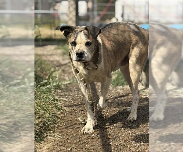 Medium Photo #1 American Bulldog-Unknown Mix Puppy For Sale in Center Township, PA, USA