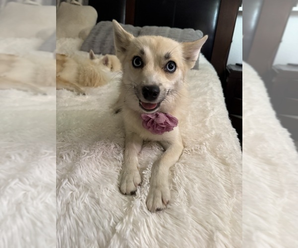 Medium Photo #159 Pomsky Puppy For Sale in LOVELAND, CO, USA