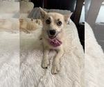 Small Photo #159 Pomsky Puppy For Sale in LOVELAND, CO, USA
