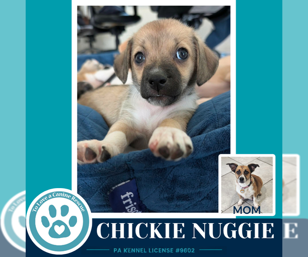 Medium Photo #3 Beagle-Unknown Mix Puppy For Sale in Kimberton, PA, USA
