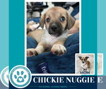 Small #2 Beagle Mix