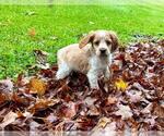 Puppy Leo Brittany