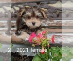 Image preview for Ad Listing. Nickname: Litter of 2
