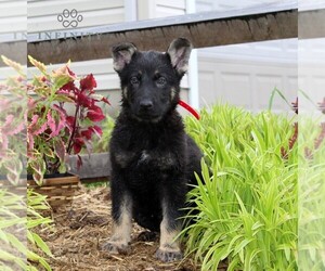 German Shepherd Dog Puppy for sale in STEWARTSTOWN, PA, USA