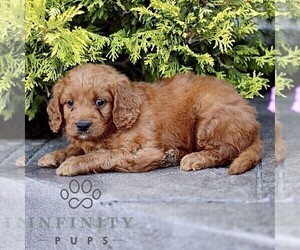 Goldendoodle (Miniature) Puppy for sale in LANCASTER, PA, USA