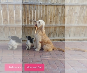 Father of the Goldendoodle puppies born on 11/28/2019