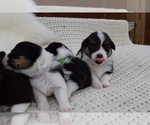Small Photo #27 Pembroke Welsh Corgi Puppy For Sale in SOULSBYVILLE, CA, USA