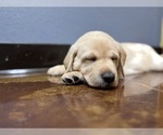 Small #48 Labrador Retriever