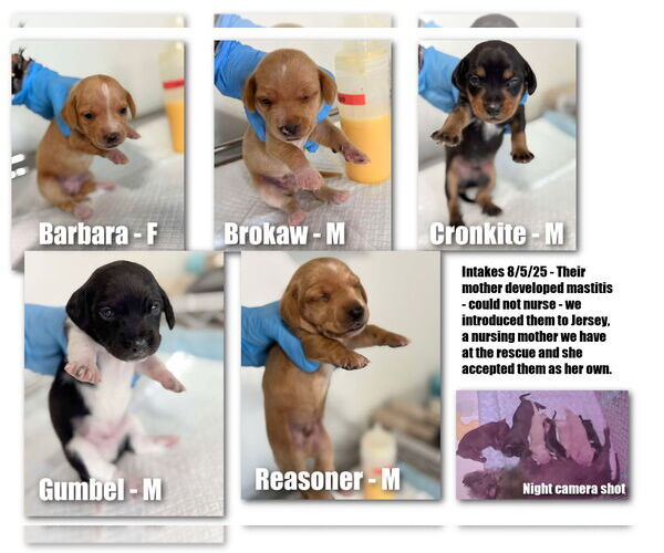 Medium Photo #1 Chiweenie Puppy For Sale in Benton, LA, USA