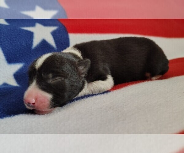 Medium Photo #43 Border Collie Puppy For Sale in NORBORNE, MO, USA