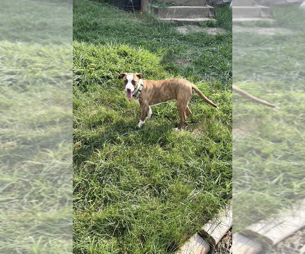 Medium Photo #8 Mutt Puppy For Sale in Mooresville, NC, USA