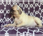 Small Photo #12 Pug Puppy For Sale in LAKELAND, FL, USA