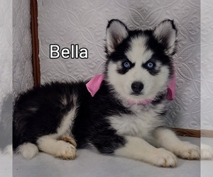 Siberian Husky Puppy for sale in MOUNT AYR, IA, USA