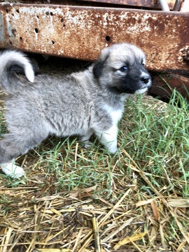 Medium Photo #7 Anatolian Shepherd-Great Pyrenees Mix Puppy For Sale in ROBSTOWN, TX, USA