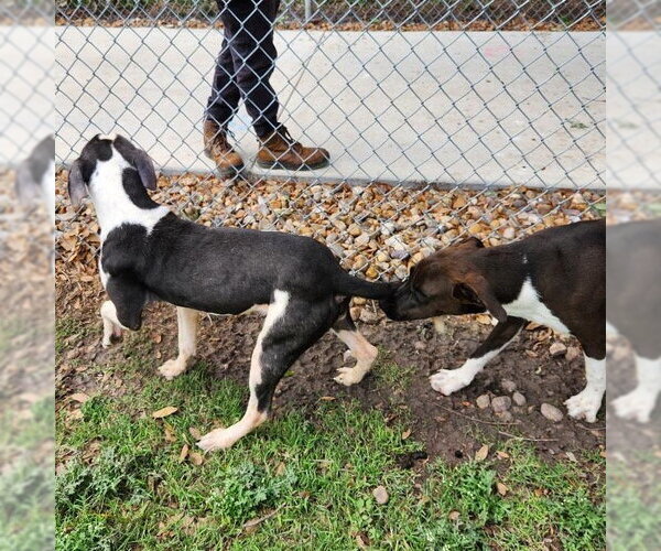 Medium Photo #3 Labrador Retriever-Unknown Mix Puppy For Sale in Rockaway, NJ, USA