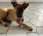 Small Photo #4 Mutt Puppy For Sale in Imlay City, MI, USA