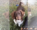 Small Photo #1 Dachshund Puppy For Sale in YAMHILL, OR, USA