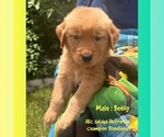 Puppy Benny Golden Retriever