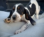 Puppy Puppy 2 Black and Tan Coonhound-Bluetick Coonhound Mix