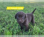 Small Photo #93 Labrador Retriever Puppy For Sale in EDGEWOOD, TX, USA