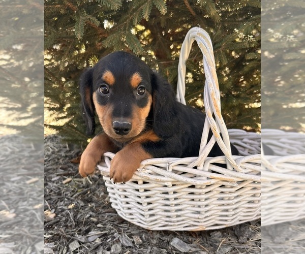 Medium Photo #3 Dachshund Puppy For Sale in MIDDLEBURY, IN, USA