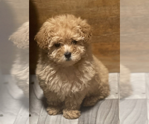 Poo-Ton Puppy for sale in BELLEVUE, WA, USA