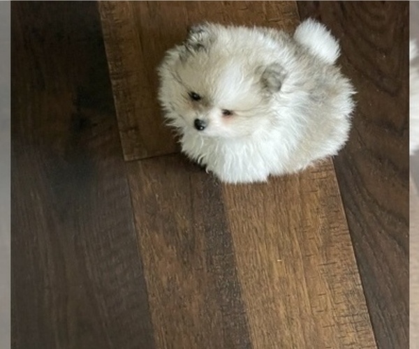 Medium Photo #7 Pomeranian Puppy For Sale in LYONS, GA, USA