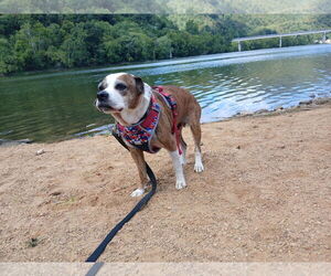 Puggle Dogs for adoption in Hinton, WV, USA