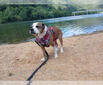 Small Puggle
