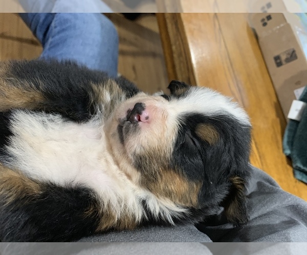 Medium Photo #5 Bernese Mountain Dog Puppy For Sale in RICHFIELD SPRINGS, NY, USA