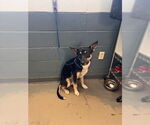Small German Shepherd Dog Mix