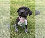 Small German Shorthaired Pointer Mix