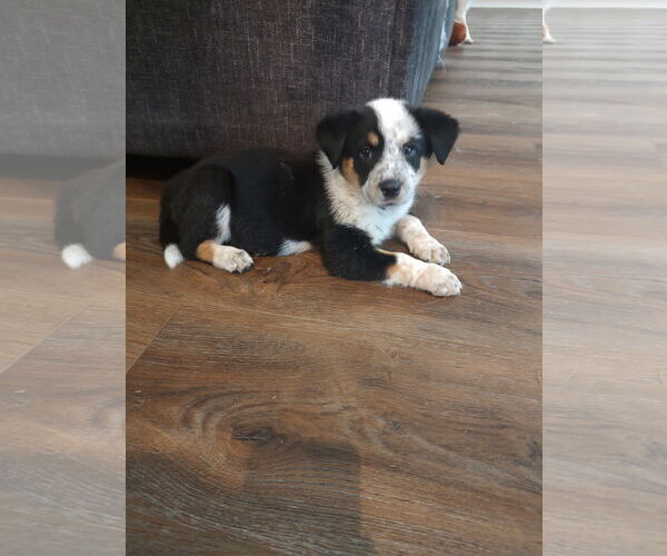 Medium Photo #3 Bernese Mountain Dog-Red Heeler Mix Puppy For Sale in The Woodlands, TX, USA