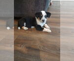 Small #2 Bernese Mountain Dog-Red Heeler Mix