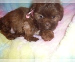 Small Photo #8 Wapoo Puppy For Sale in JACKSON, MS, USA