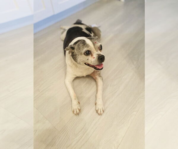 Medium Photo #4 Boston Terrier-Jack Russell Terrier Mix Puppy For Sale in Miami, FL, USA