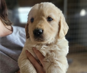 Medium Golden Retriever
