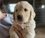 Puppy 6 Golden Retriever