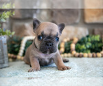 Puppy Alex French Bulldog